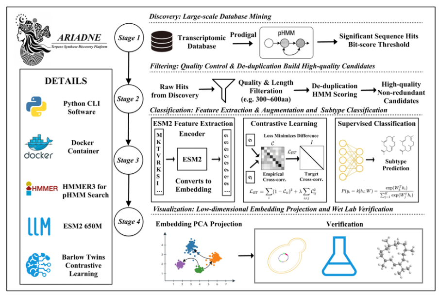 Ariadne four-stage terpene synthase discovery workflow